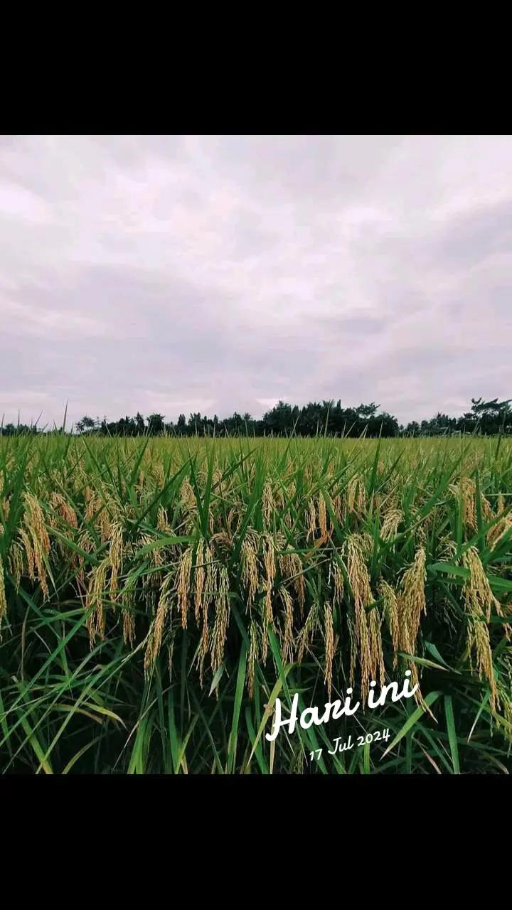 @ahmad mutuah.( CEK MAD )🌾🌾