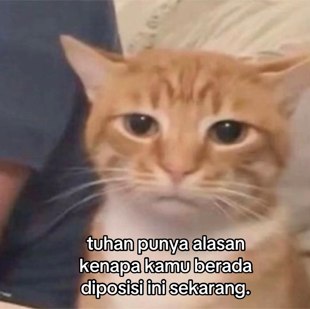 @camel.vista