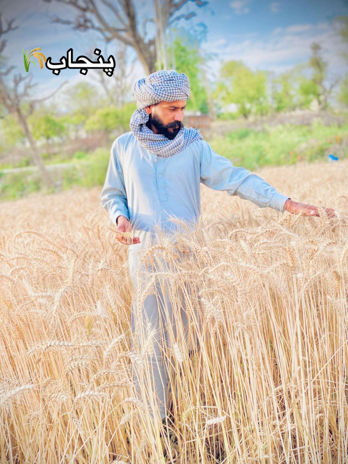 @Faنi Raجa⚡ 🇵🇰