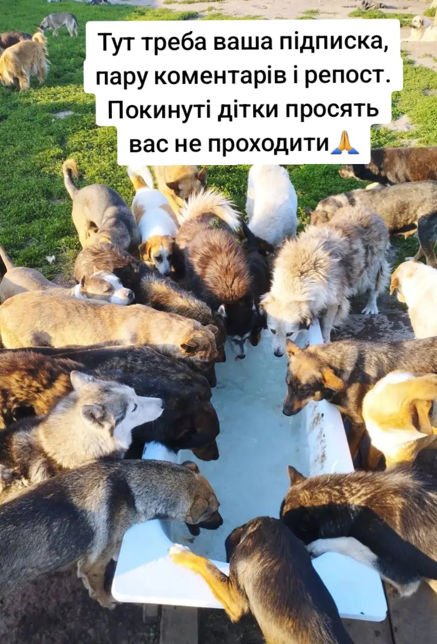 @tvarinkidobra
