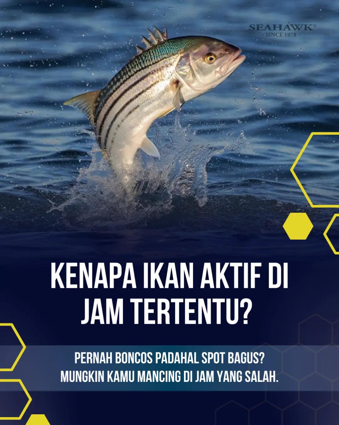@Teamseahawkindonesia