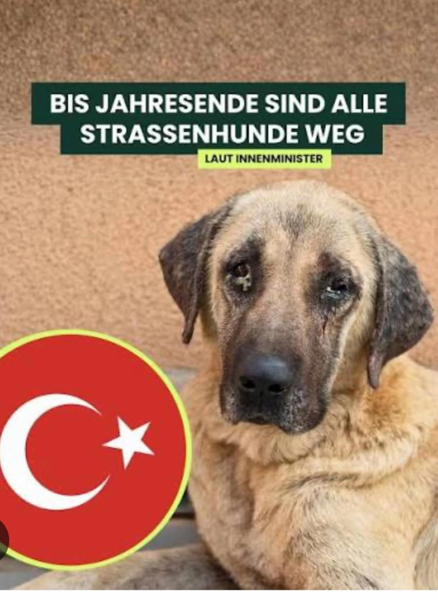 @Lua Team🐈🐕🦺Löwenherz❤️🦁