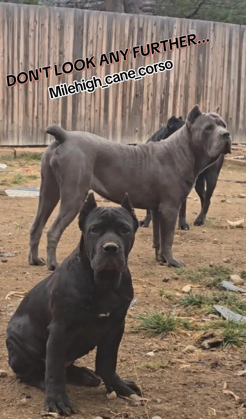 @MileHigh_Cane_Corso