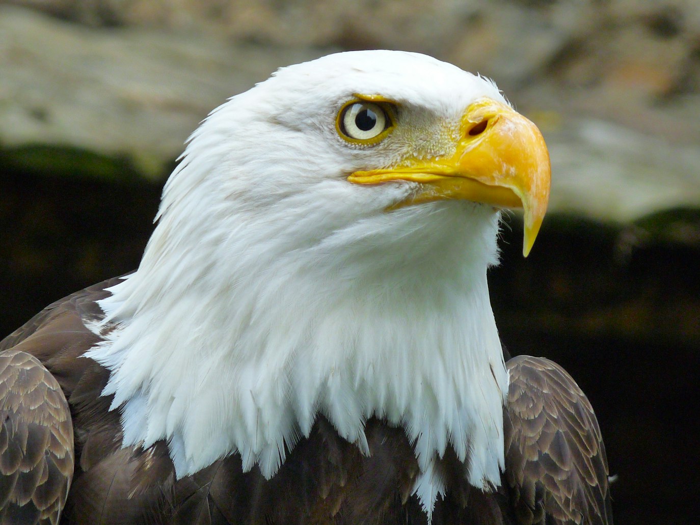 @Alexander 🦅