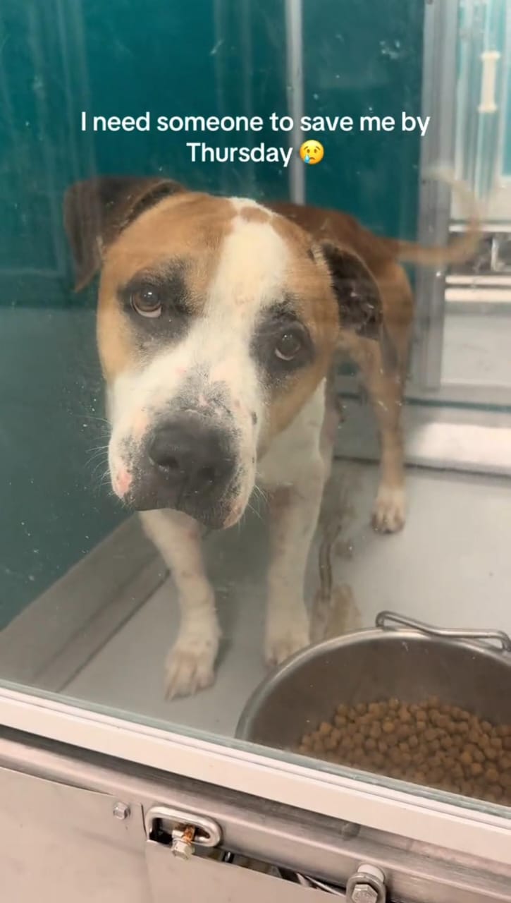 @adoptabledogsofmiami