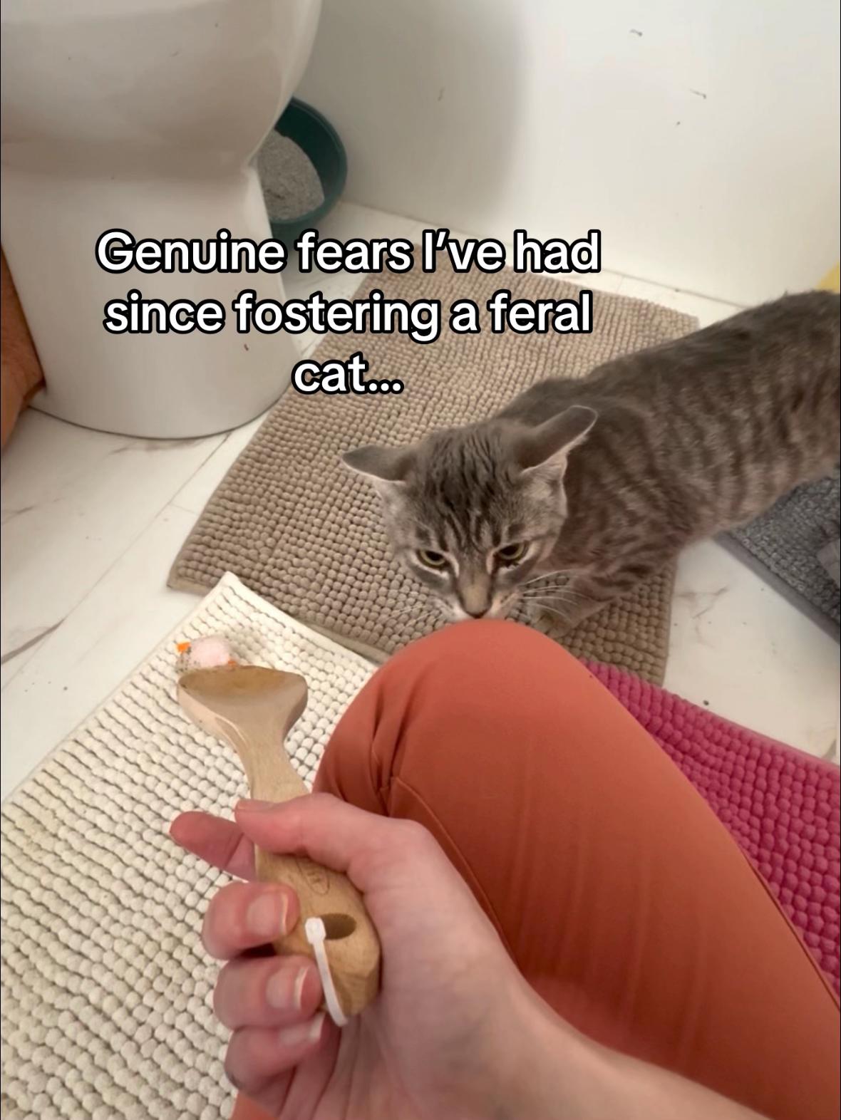 @poppytherescuecat_