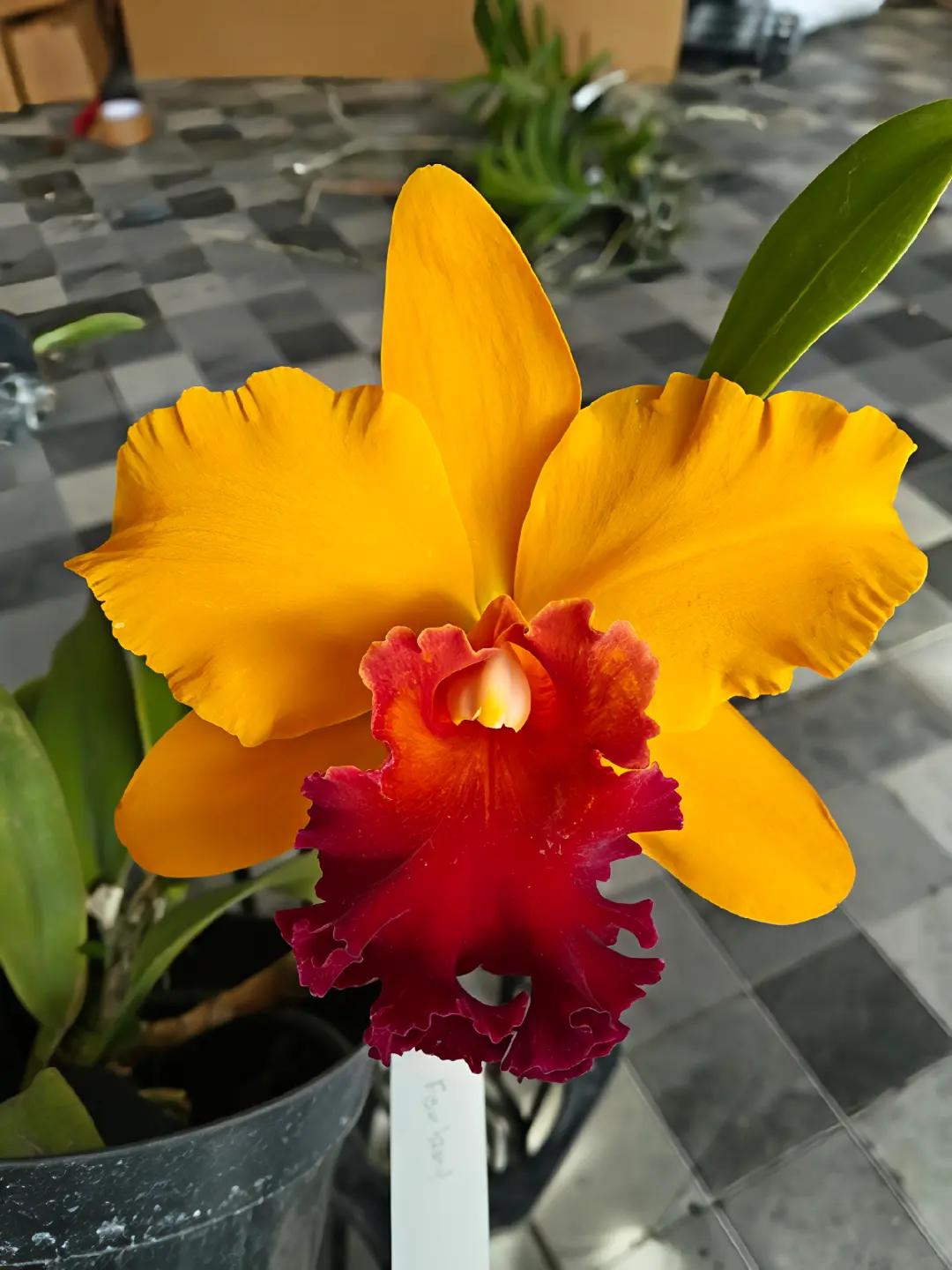 @Bani Orchid