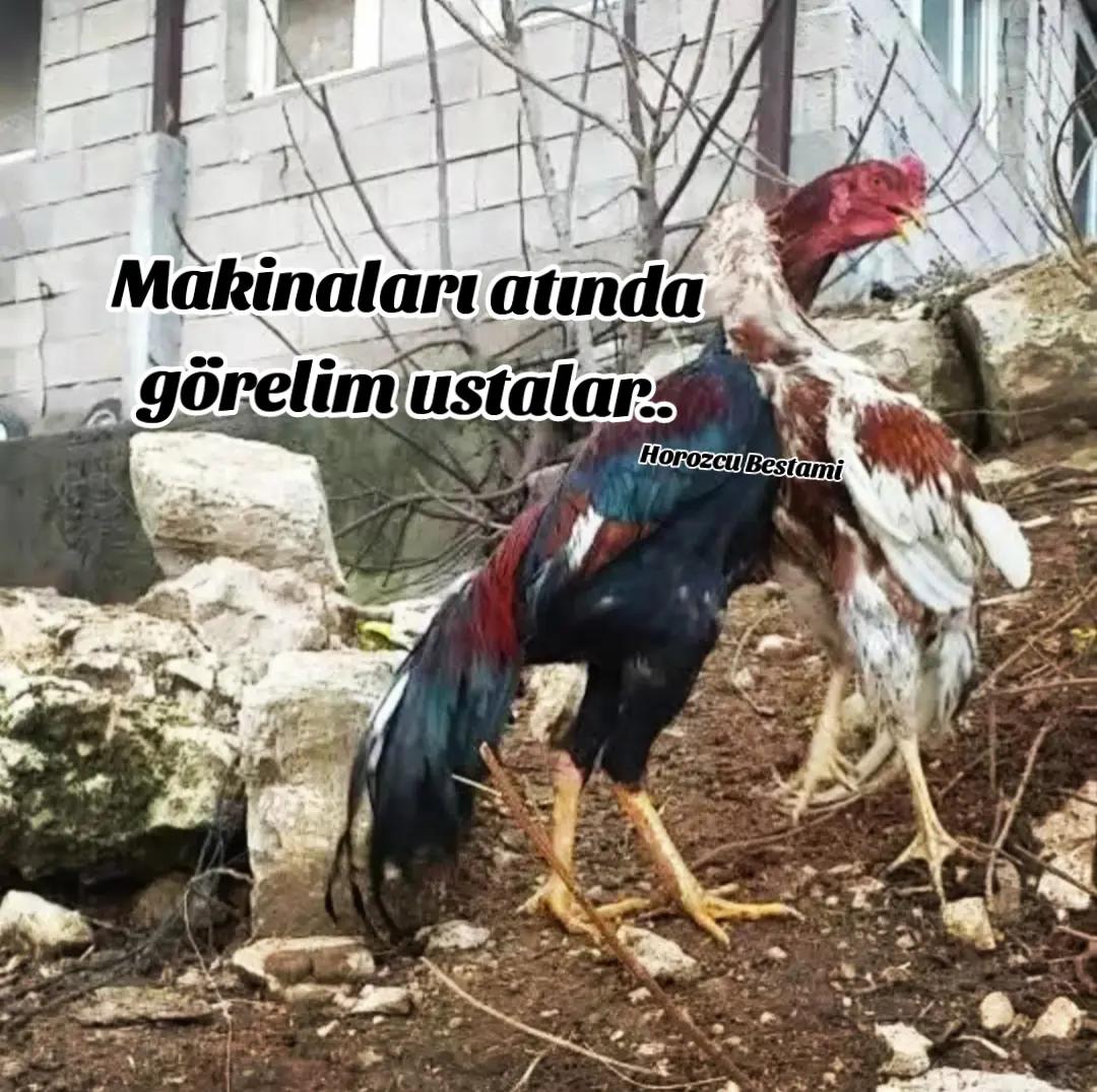 @horozcu_31