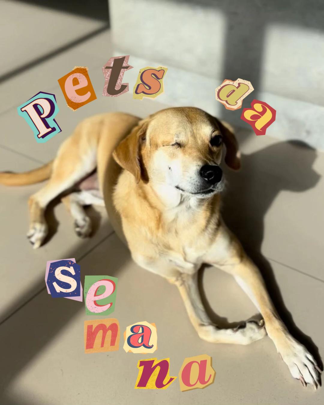 @4patas24h