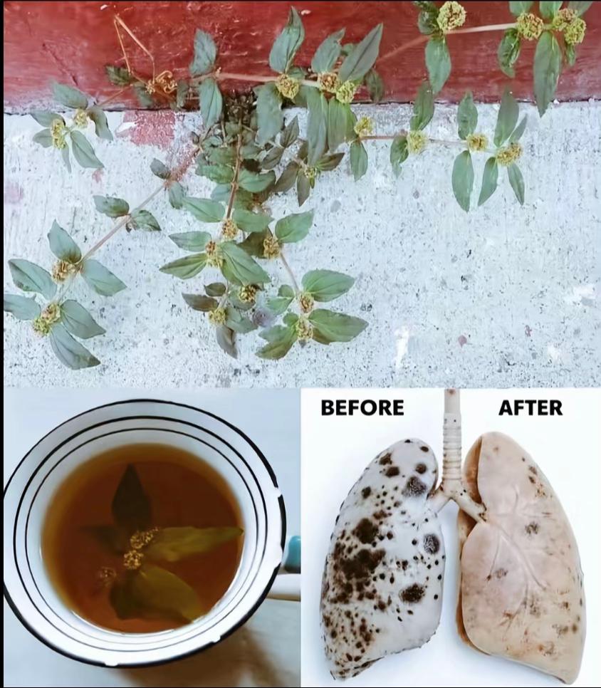 @Asthma-plant_herbalshop