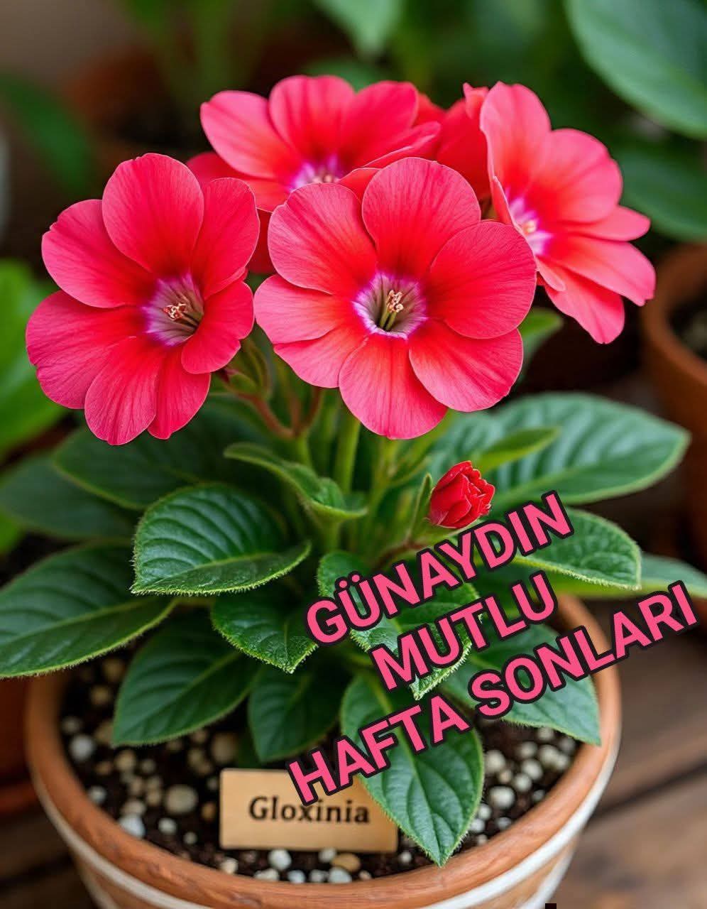 @güvenlik amiri Sami