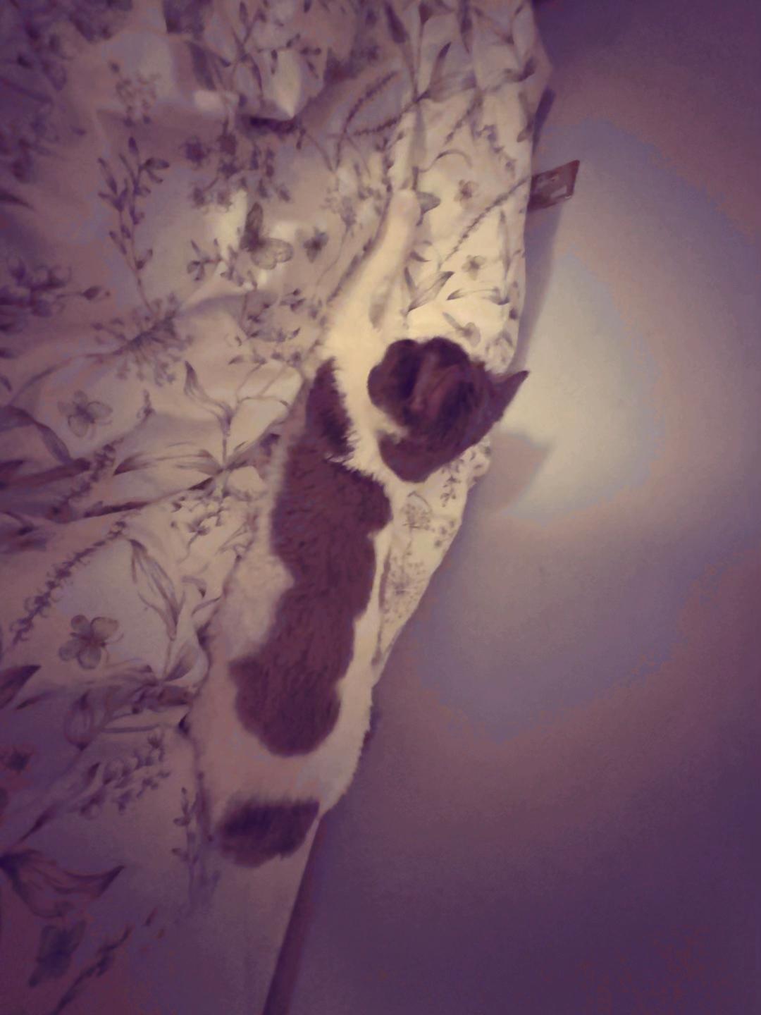 @ℒ𝓊𝓃𝒶𝓇♍︎