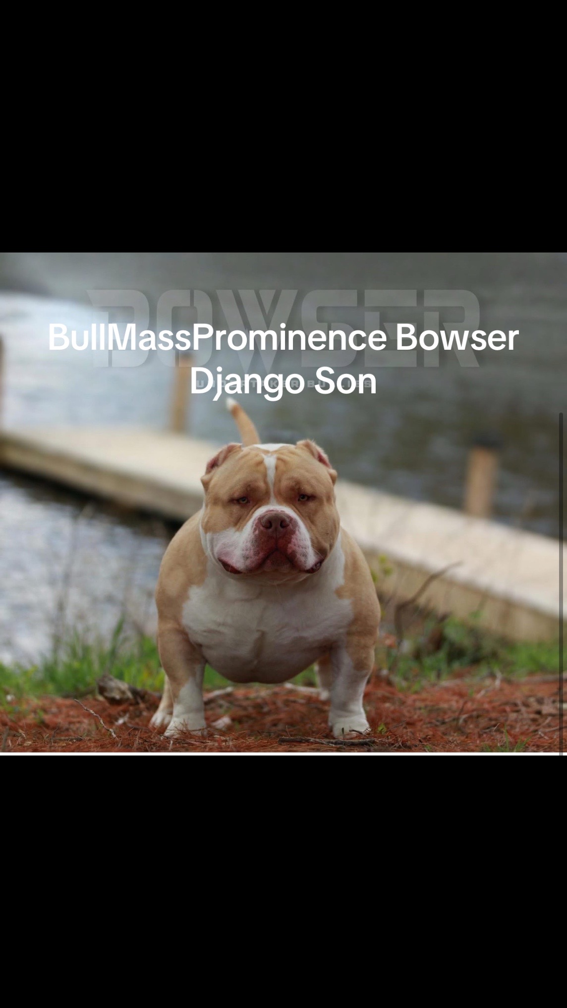 @BullMassProminence