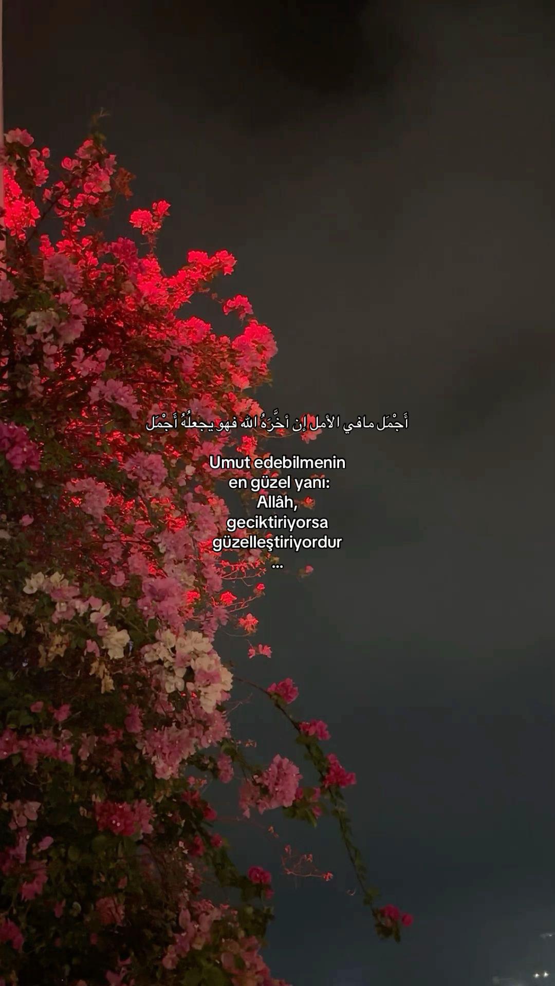 @𝓔𝓵𝓲𝓯