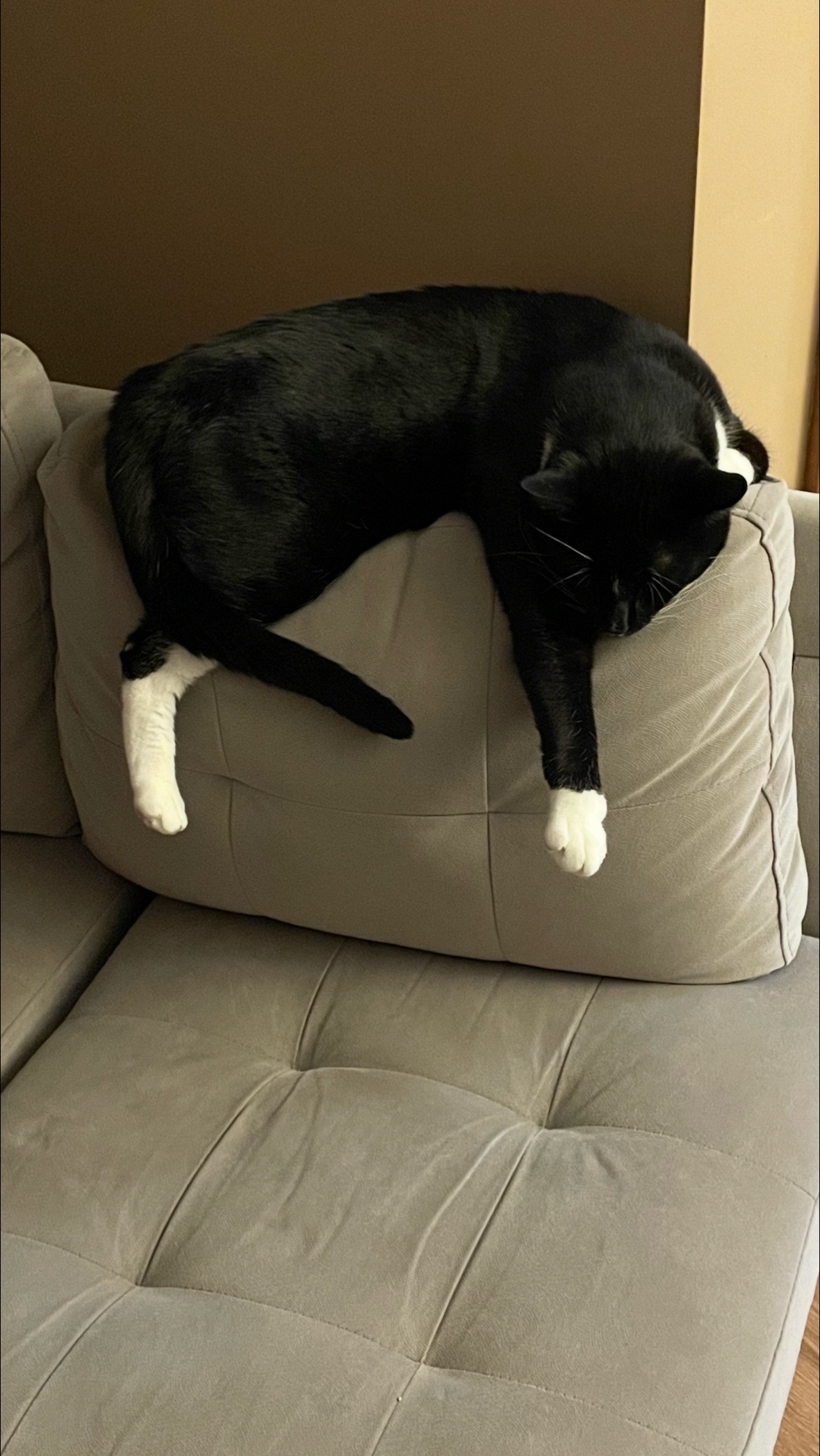 @Bratcats
