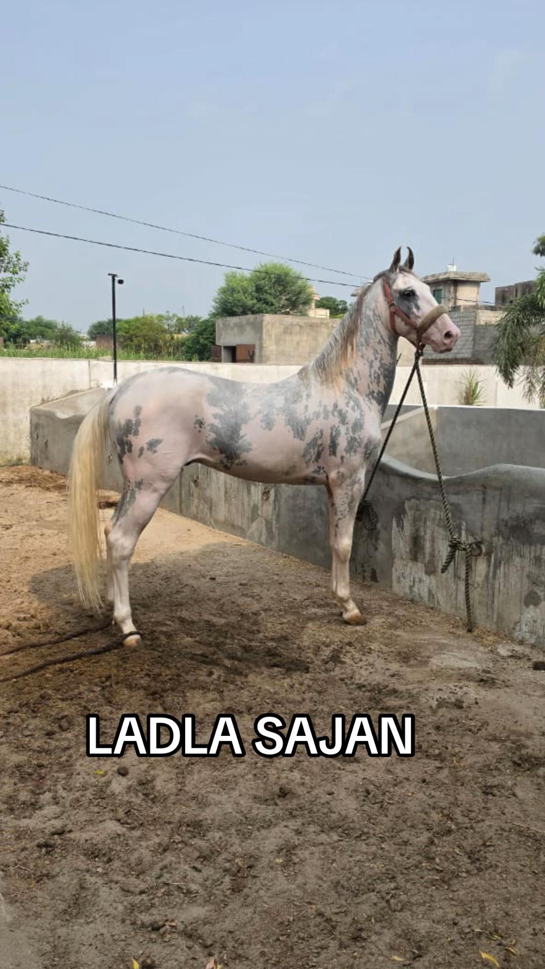@Farasat Ali Ranjha Awan