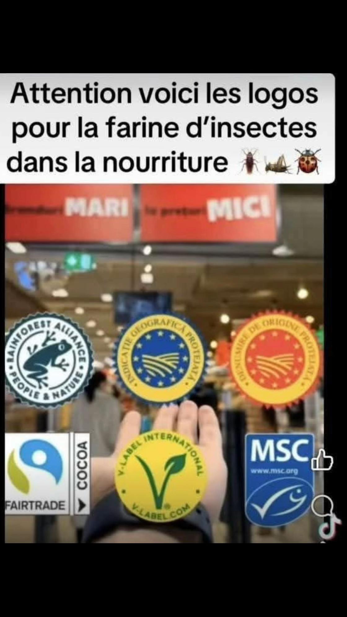 @sebastien borzoli