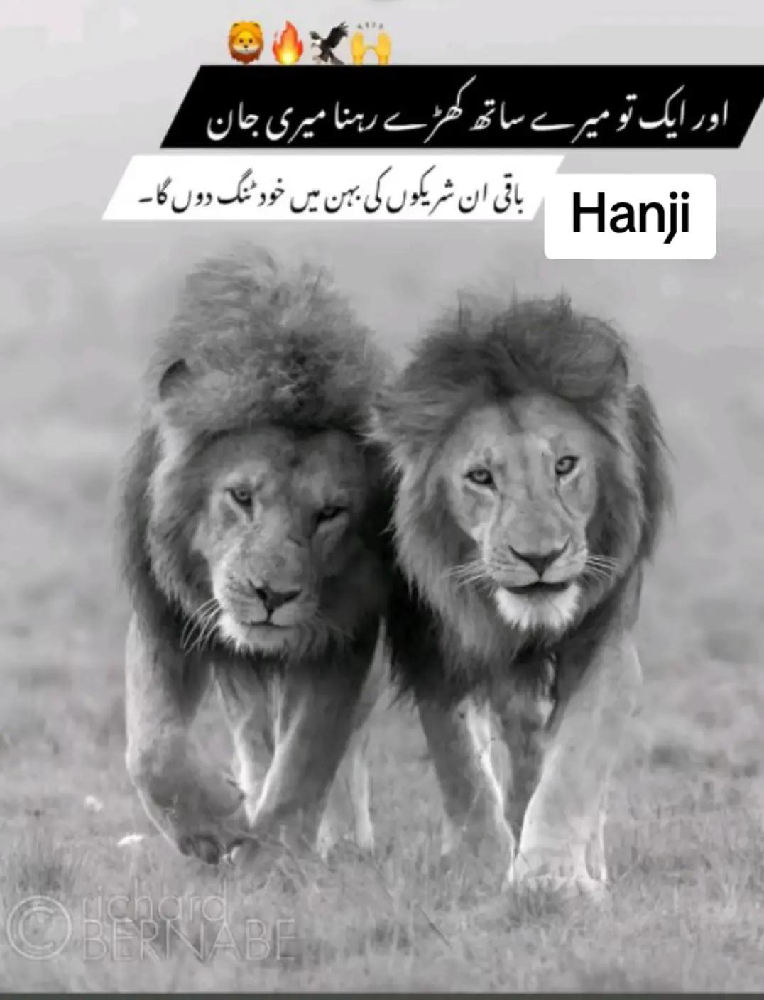 @sajidsindhujutt129