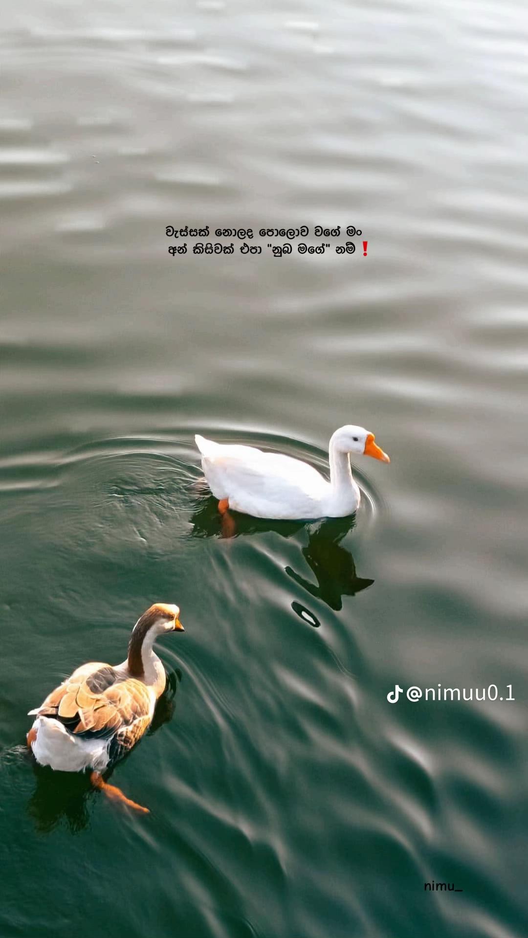 @Anuwa 🍃