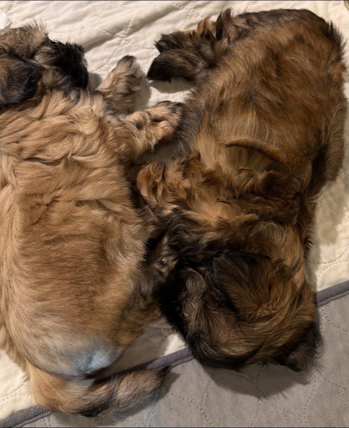 @Twilight Shih Tzu