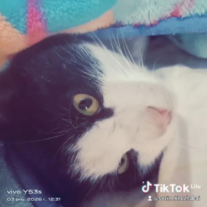 @Мукабай 🐈