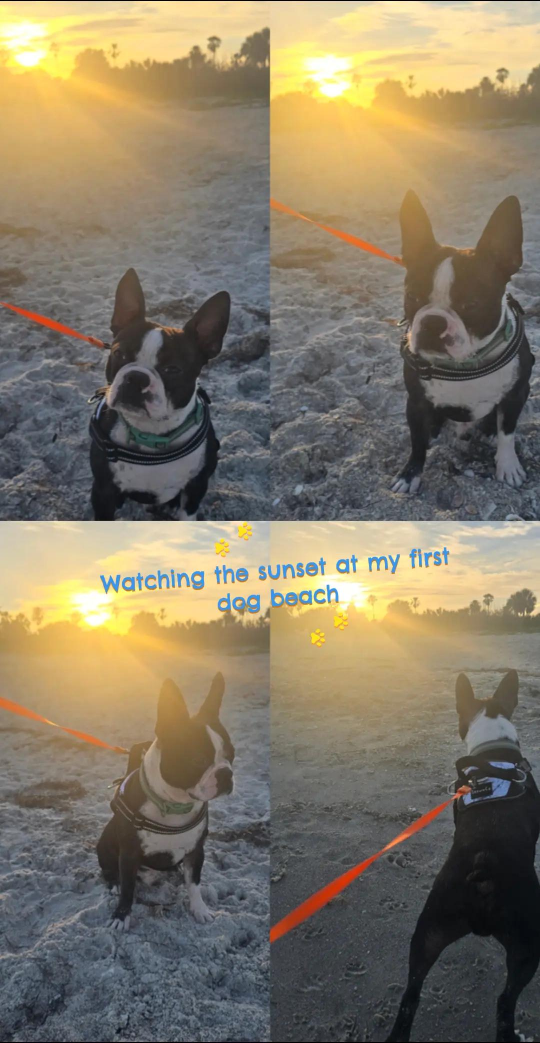 @Sir Leo the Terrier