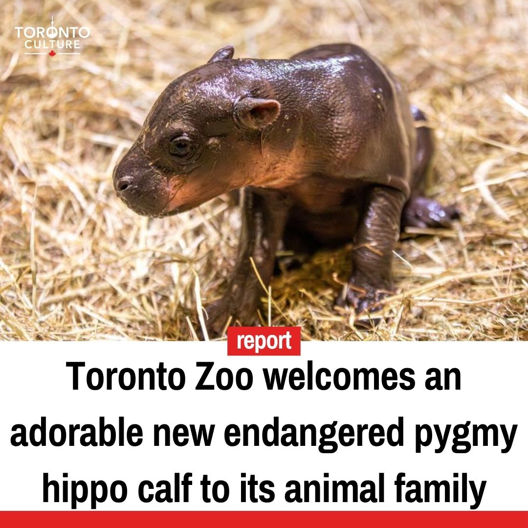 @Toronto Culture