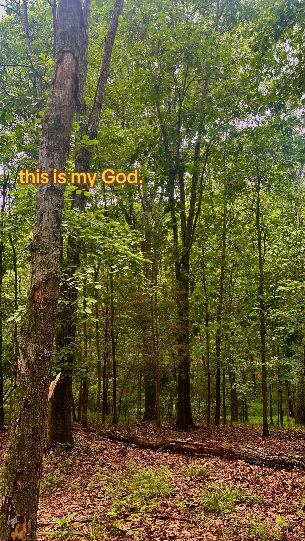 @𝖊𝖈𝖍𝖔𝖊𝖘🪷