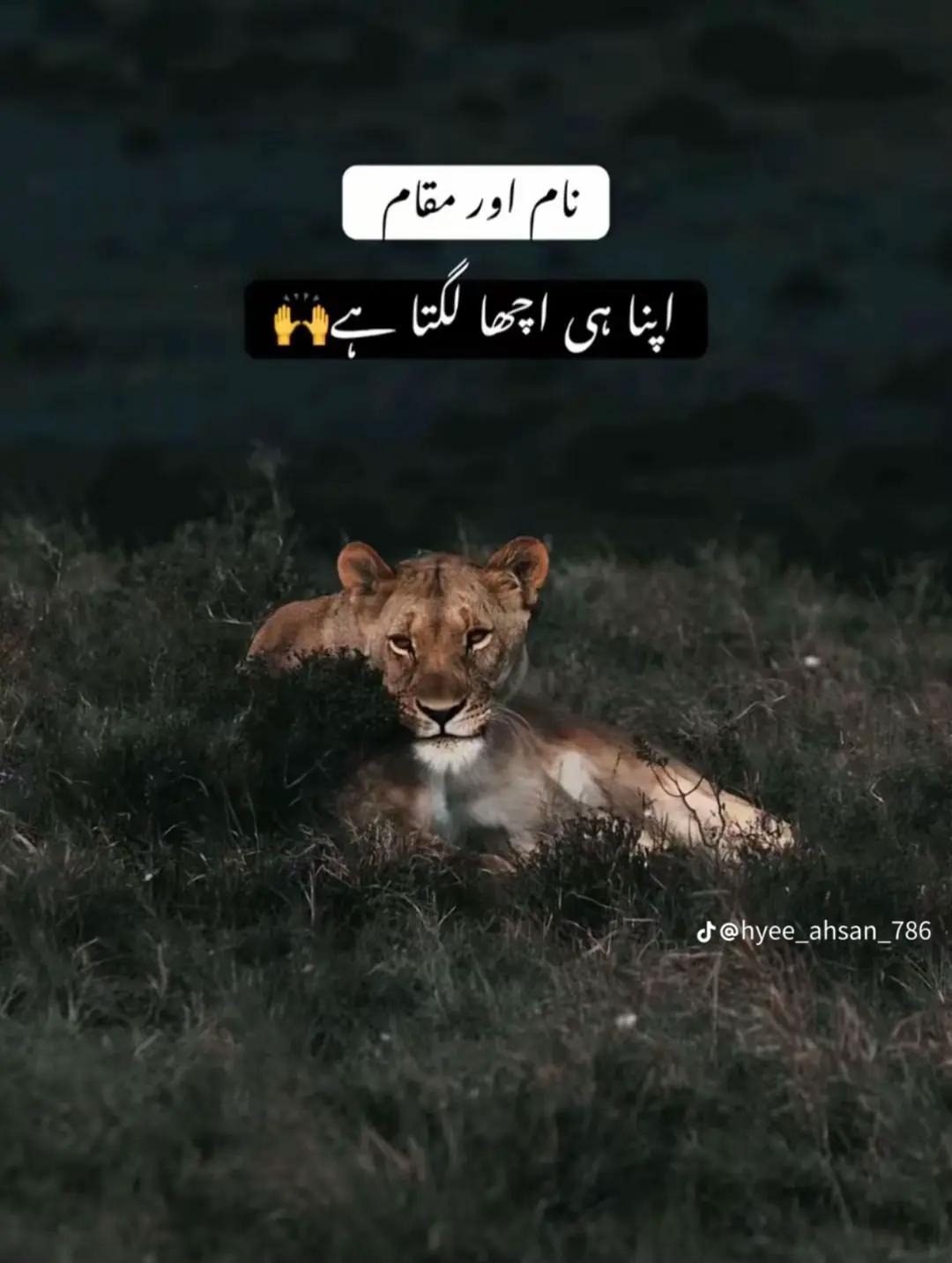 @نعمان لالہ (ڈالے والا)🔱