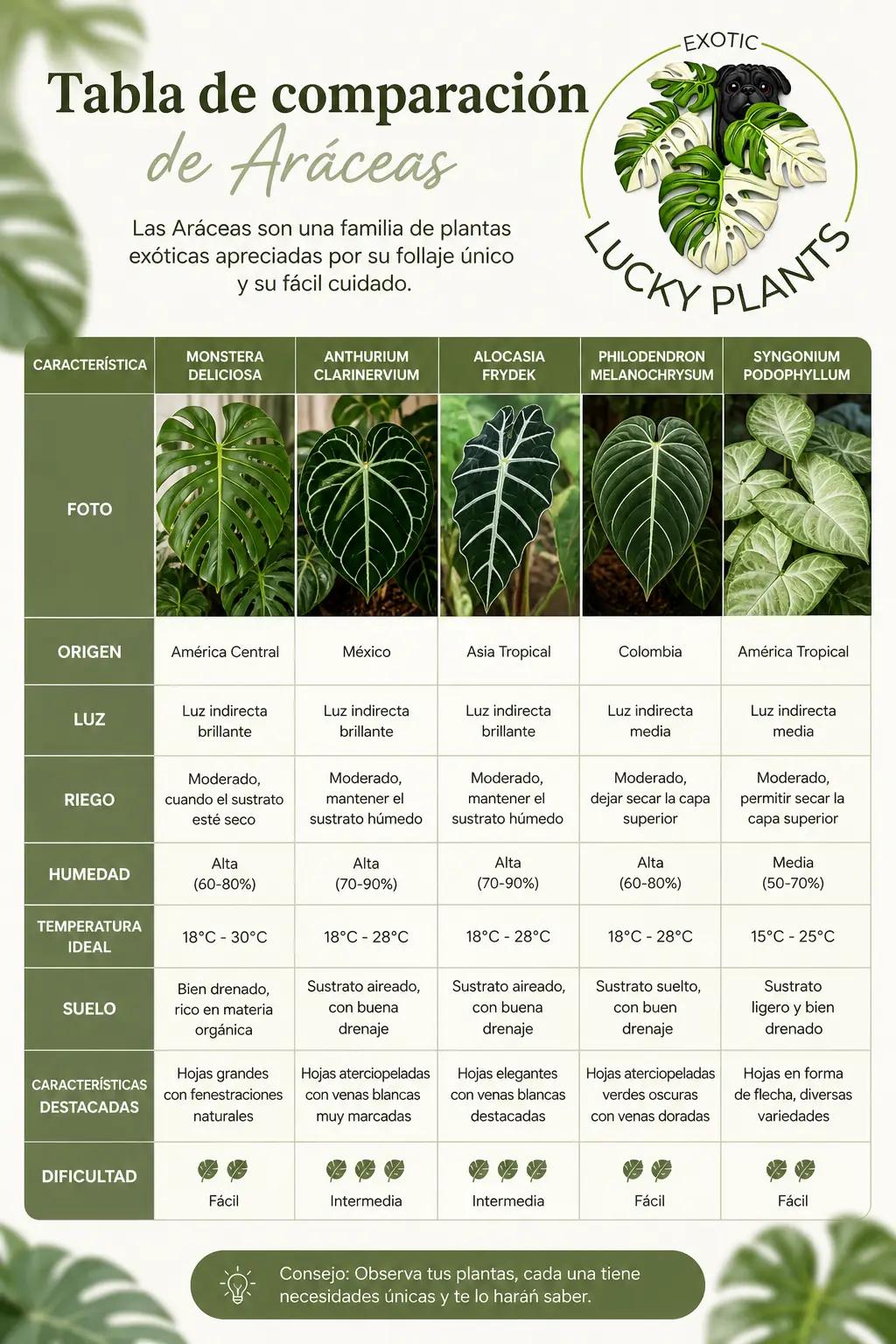 @LUCKY PLANTS