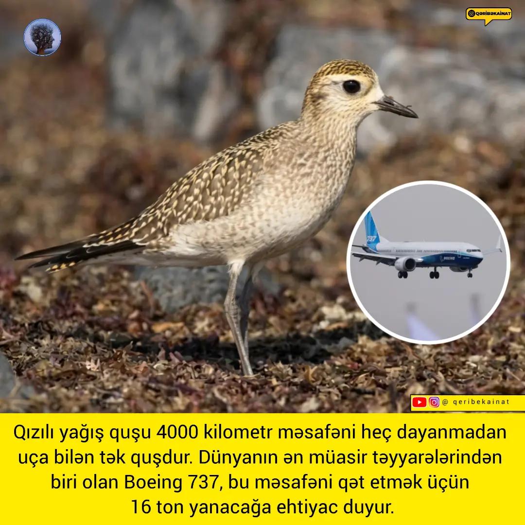 @qeribekainat