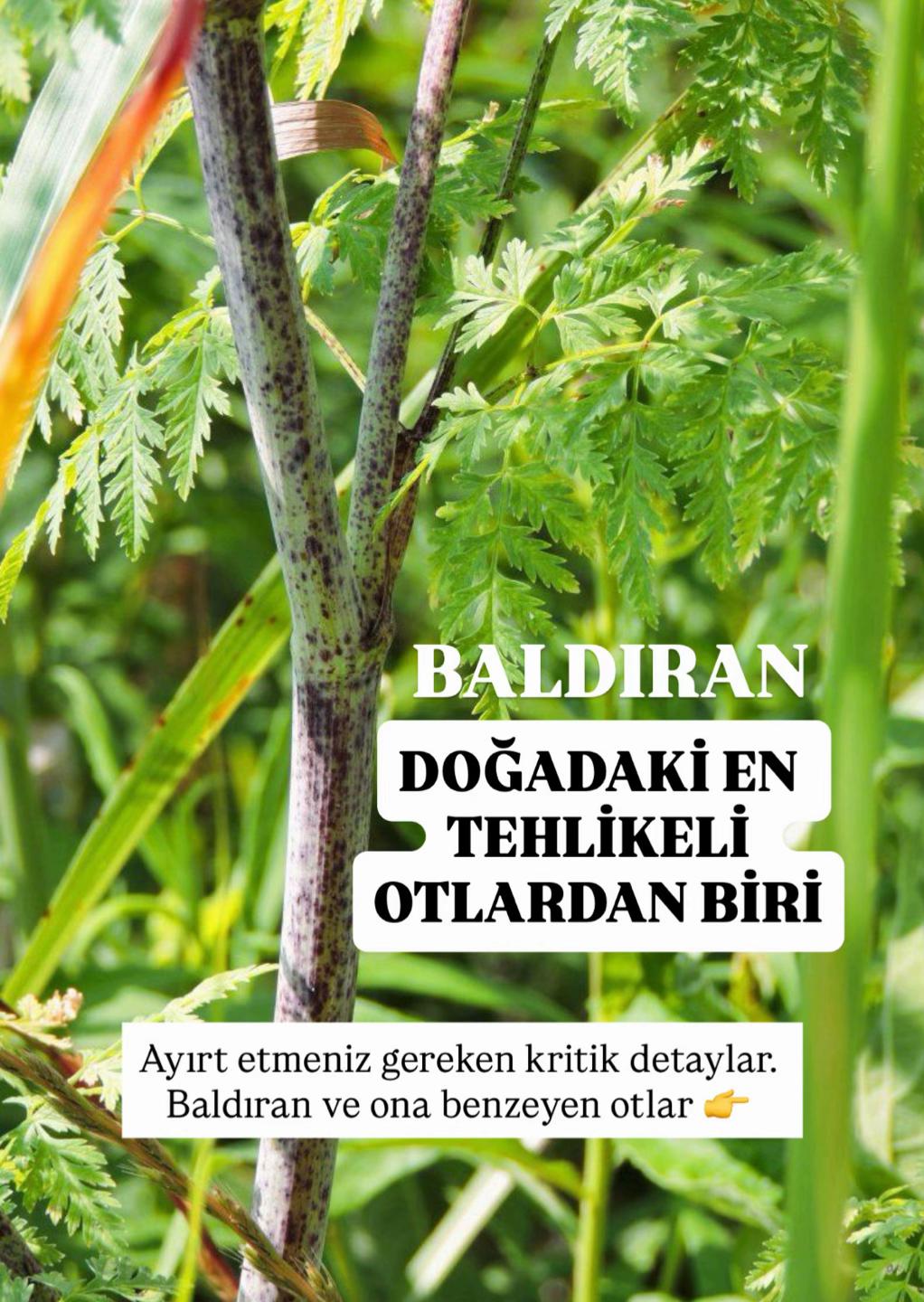 @Erdem &Ouml;ner