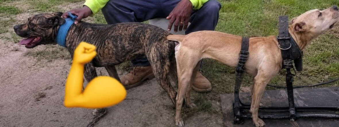@Redboy Apbt Kennels