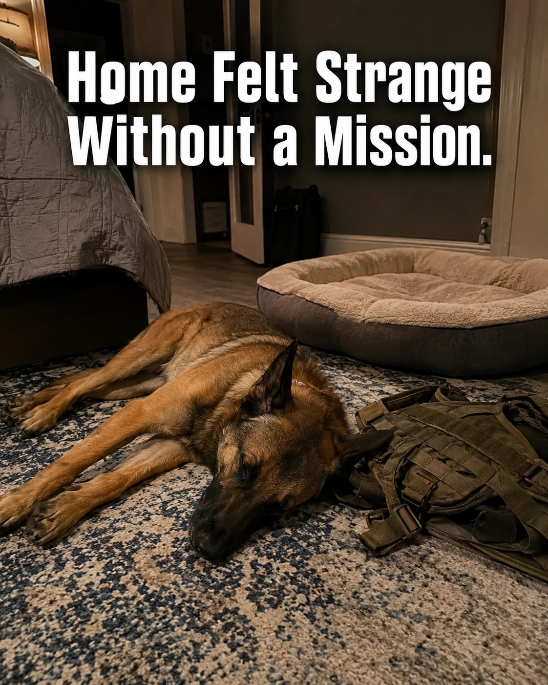 @K9 Warrior