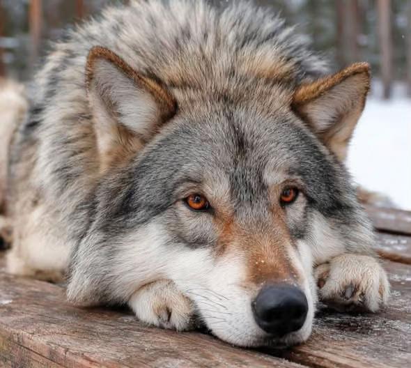 @darkalphawolf