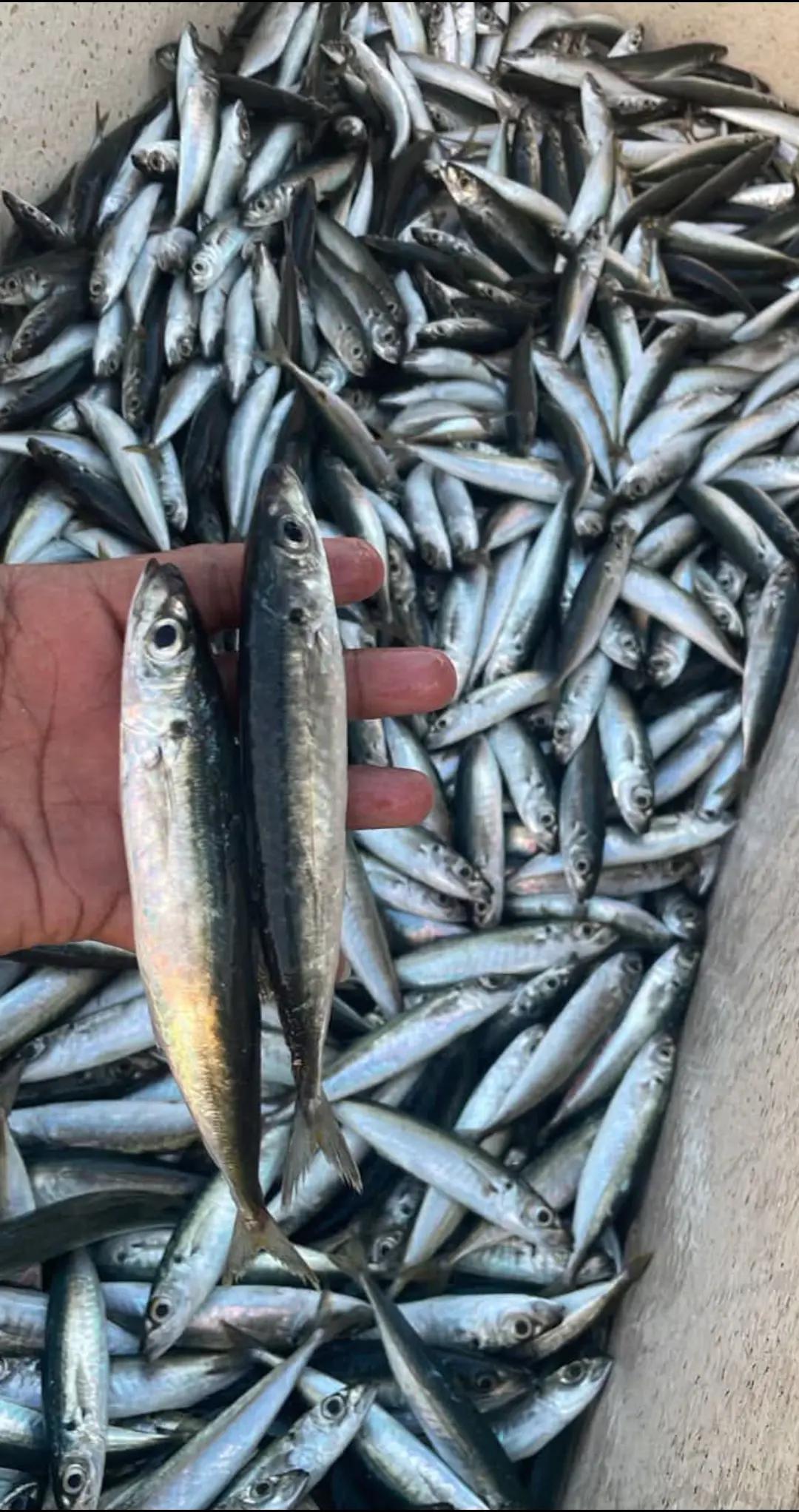 @PRABU SQUAD frozen fish