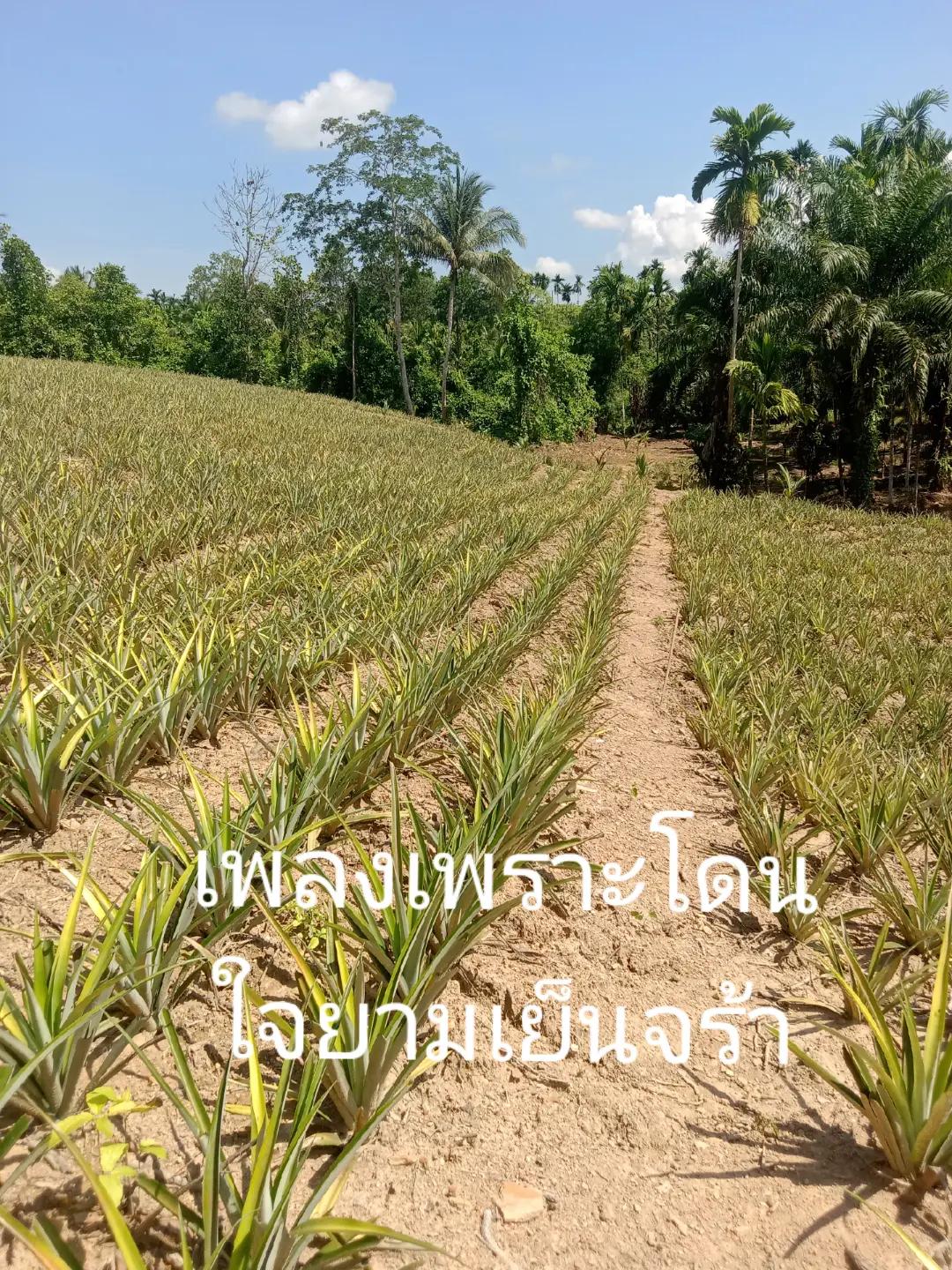 @แม่มีตังค์+แม่เต🙏