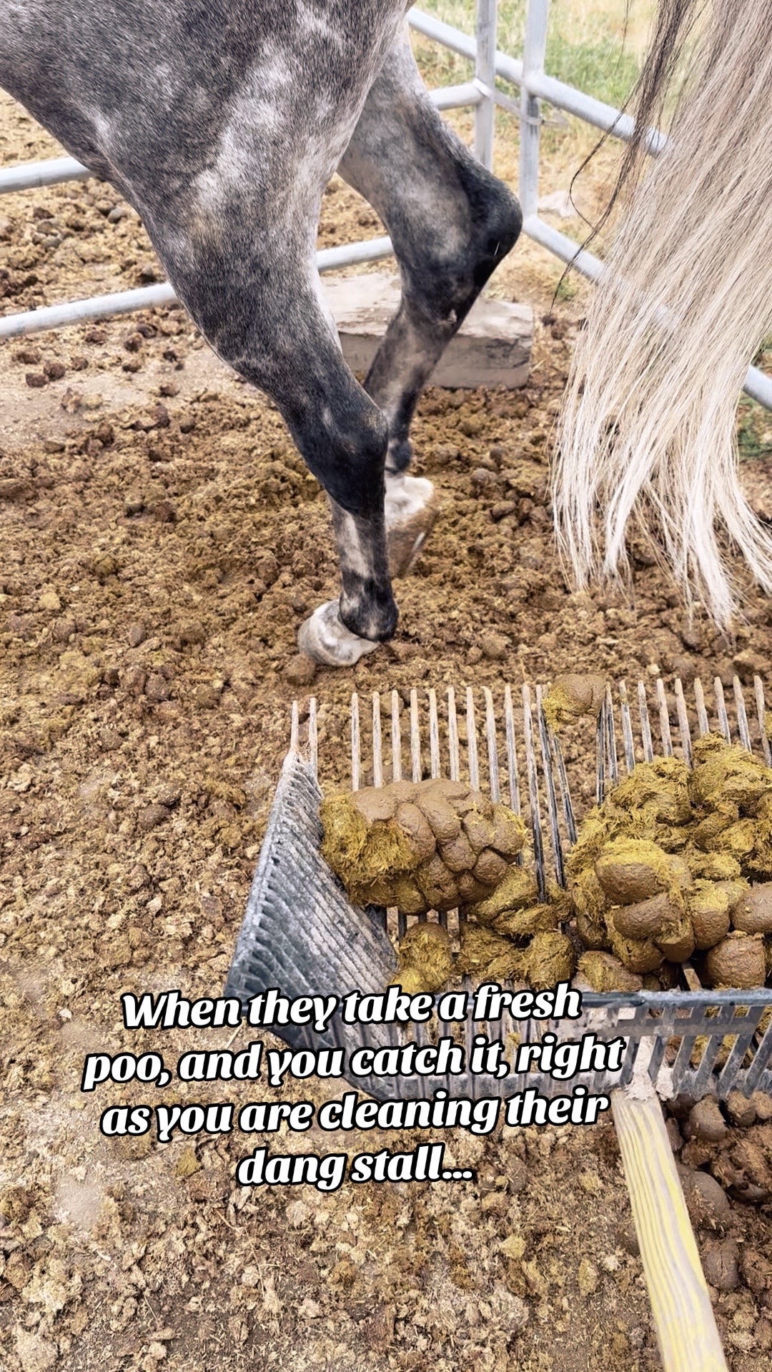 @Cowgirl Tuff Colt Training ❤️