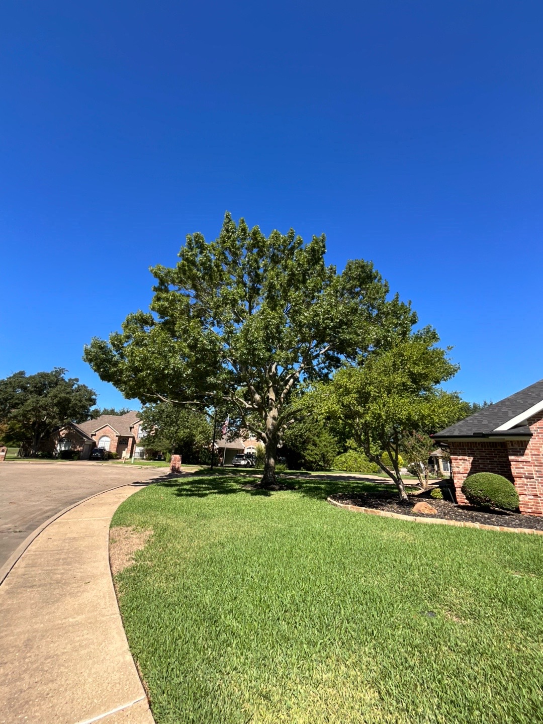 @Live Oak Tree Service