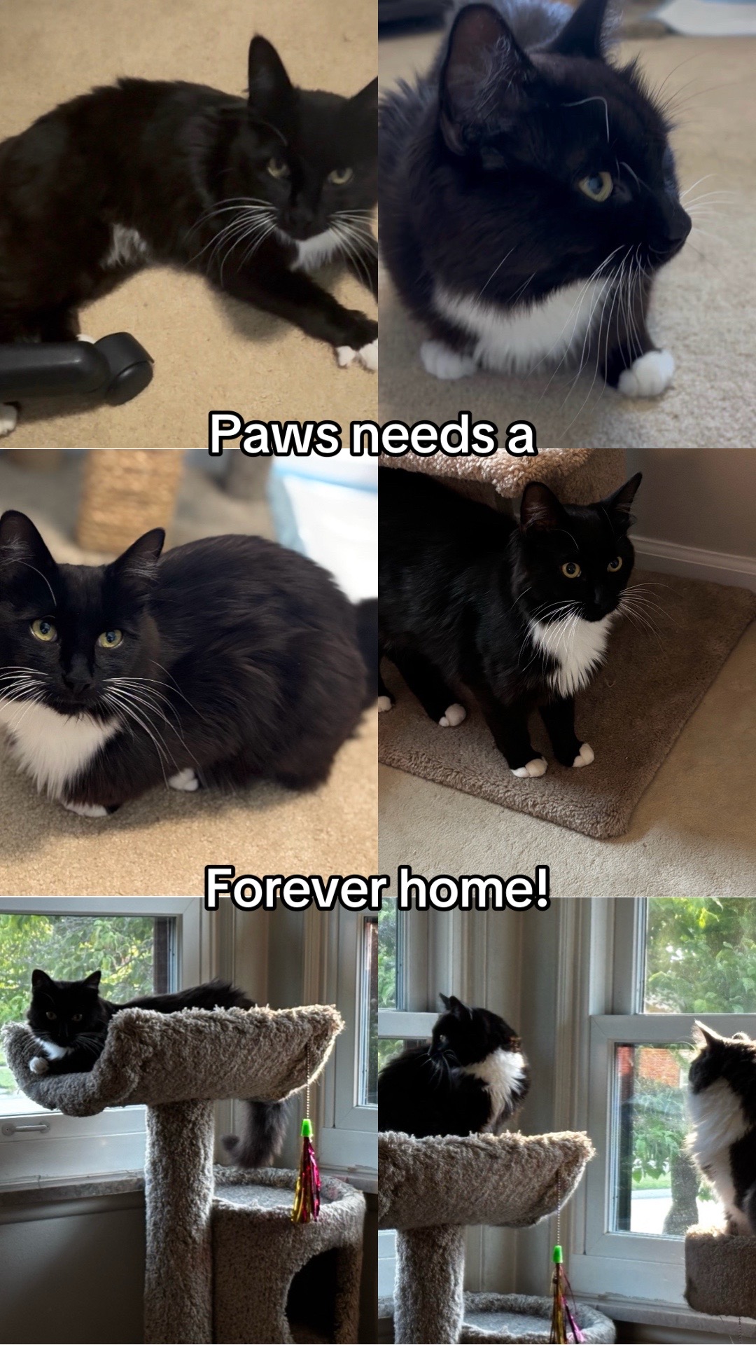 @Shaull Family Rescue