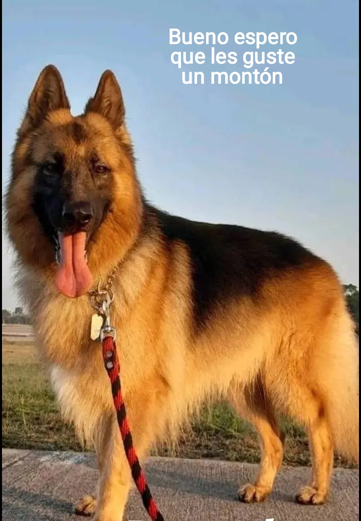 @Cachorretezeus