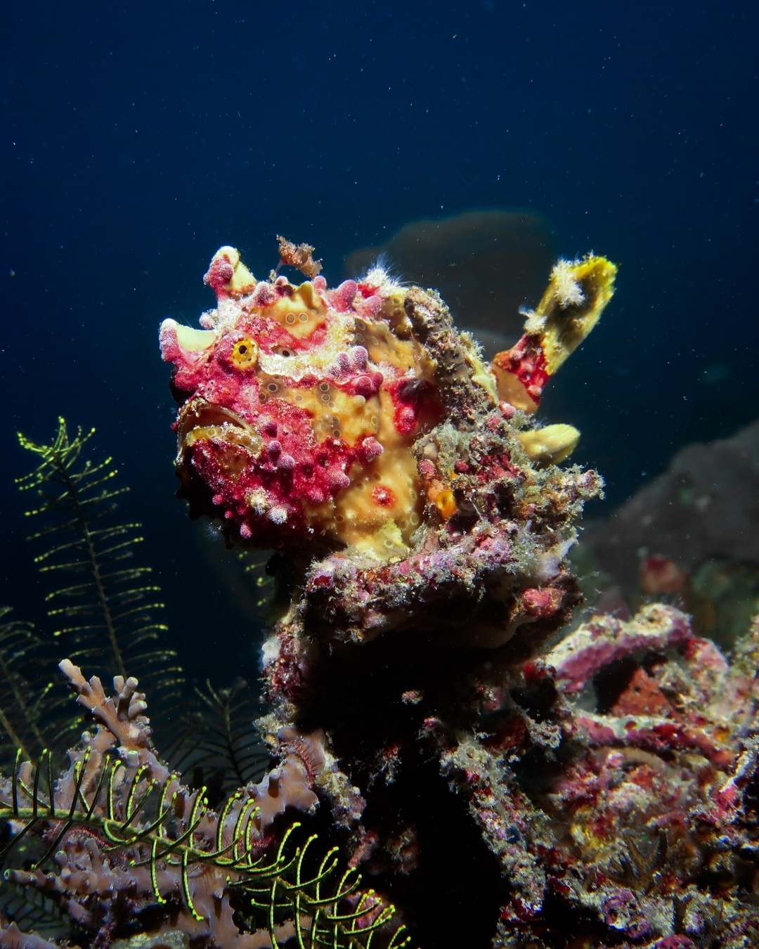 @Scuba Diving with Ara