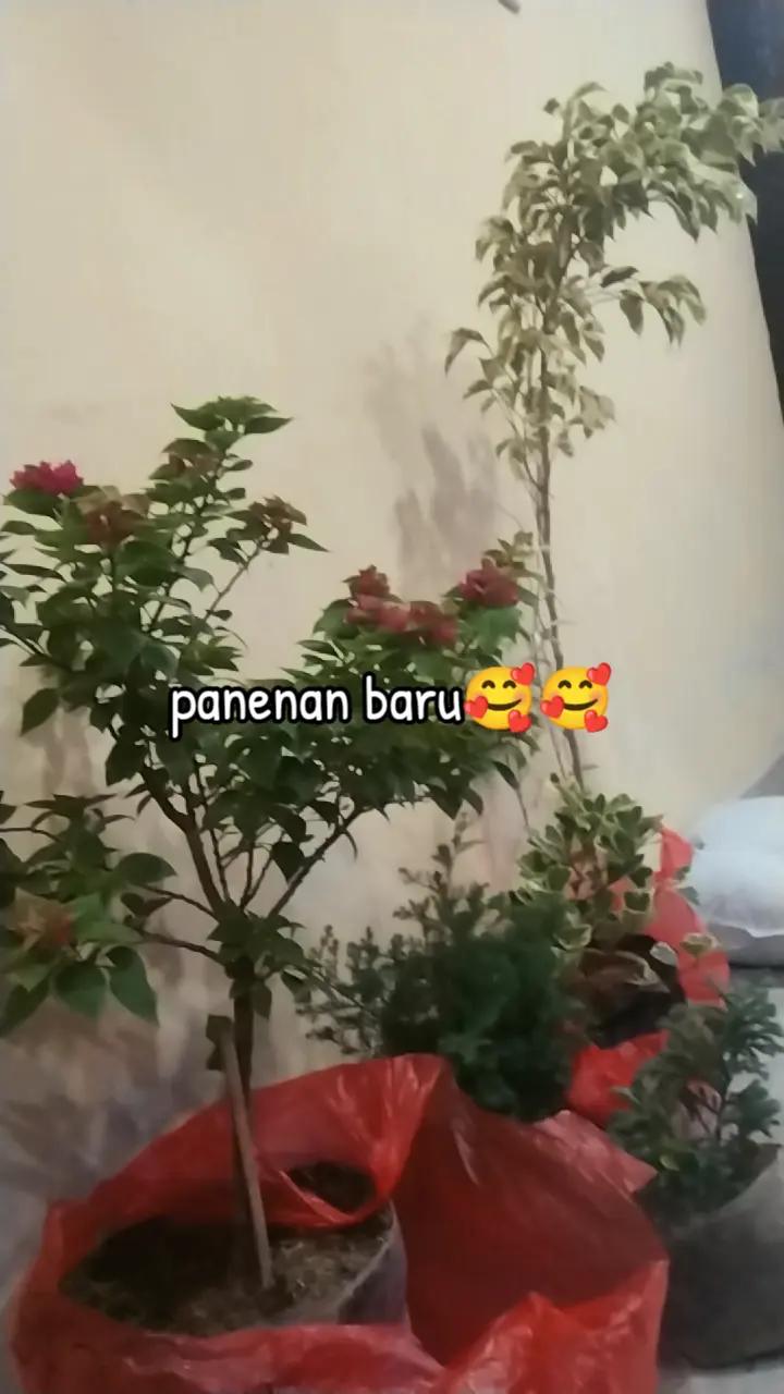 @Andah Riva