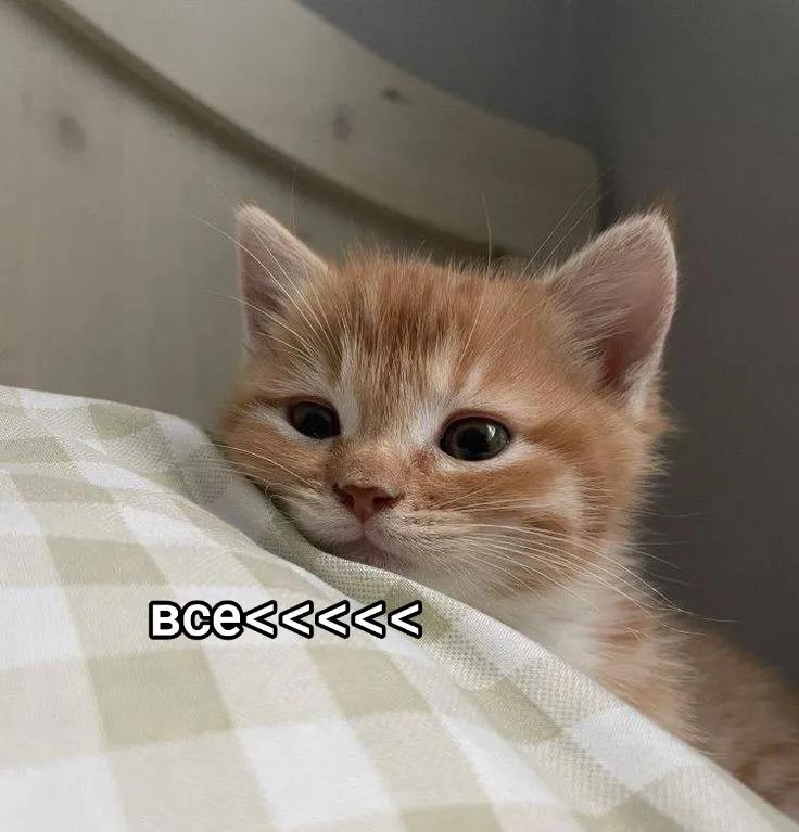 @yourpeaach