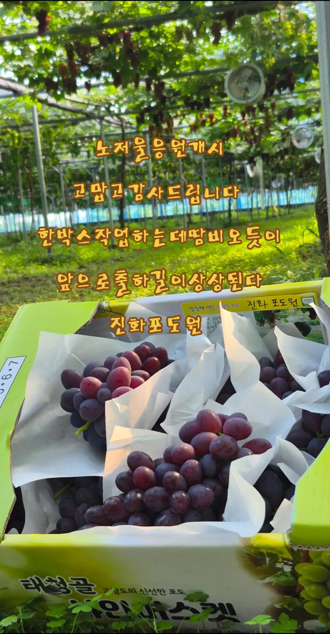 @진화포도원