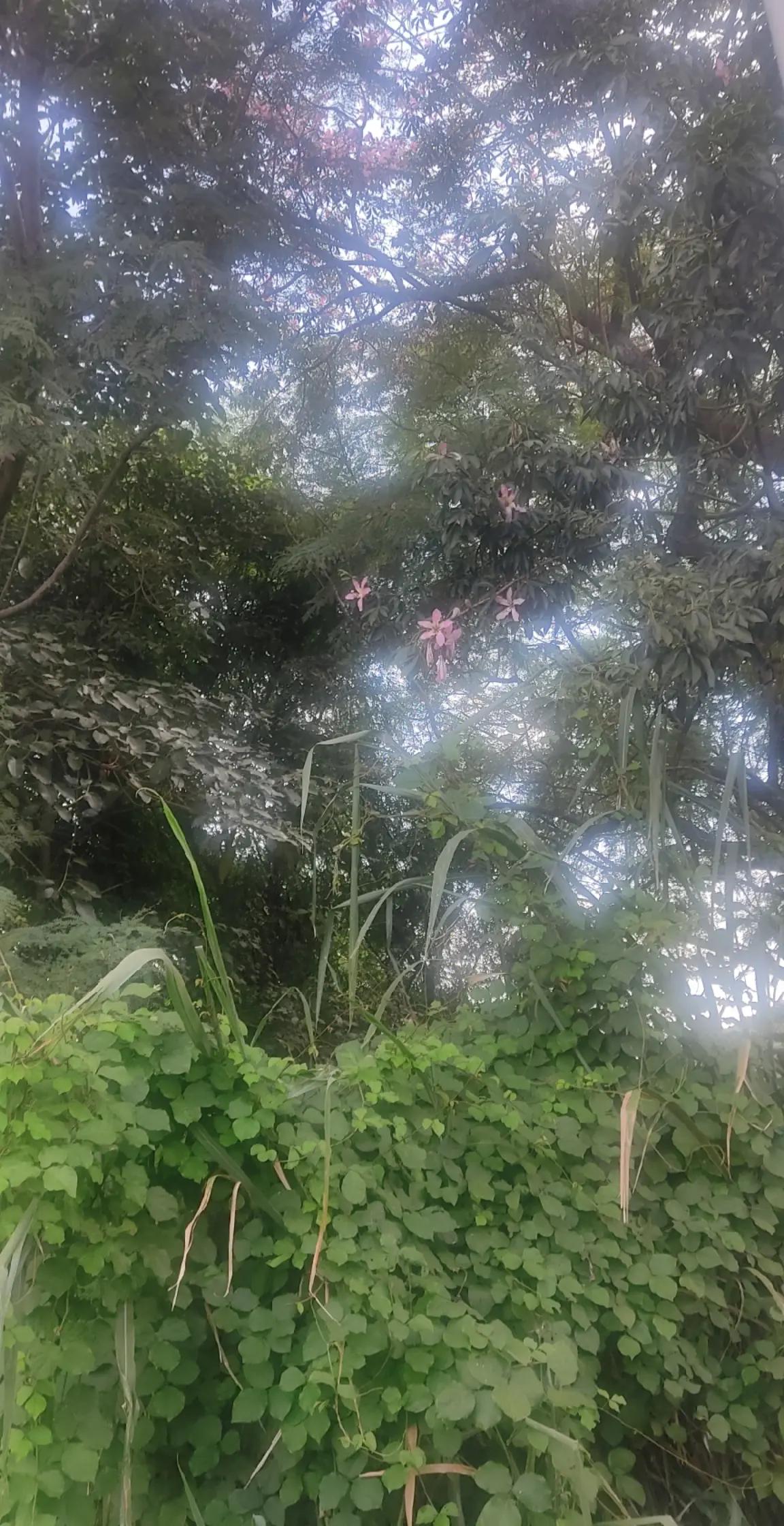 @☆゙ ۫. ო𝓲ო𝓲