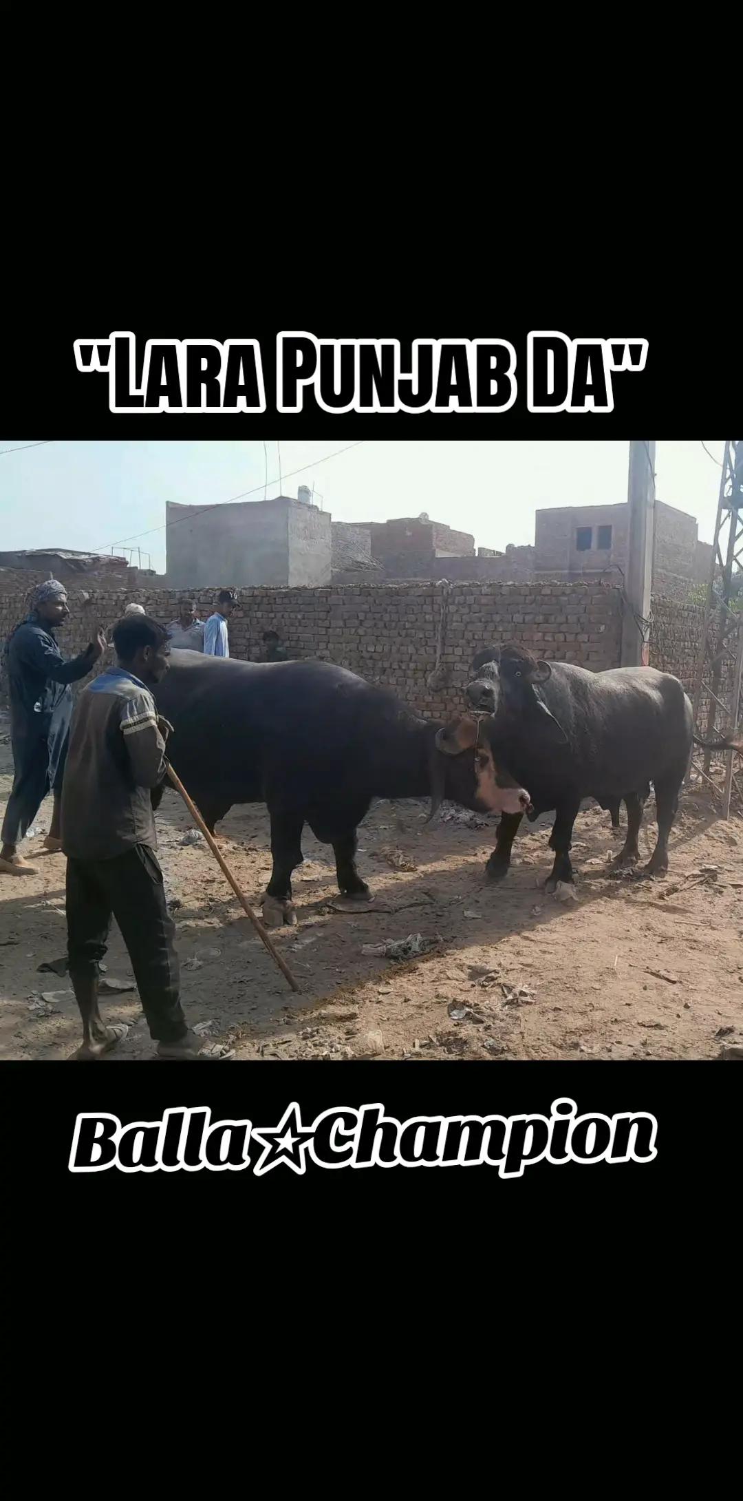 @Honey singh('gujjar')