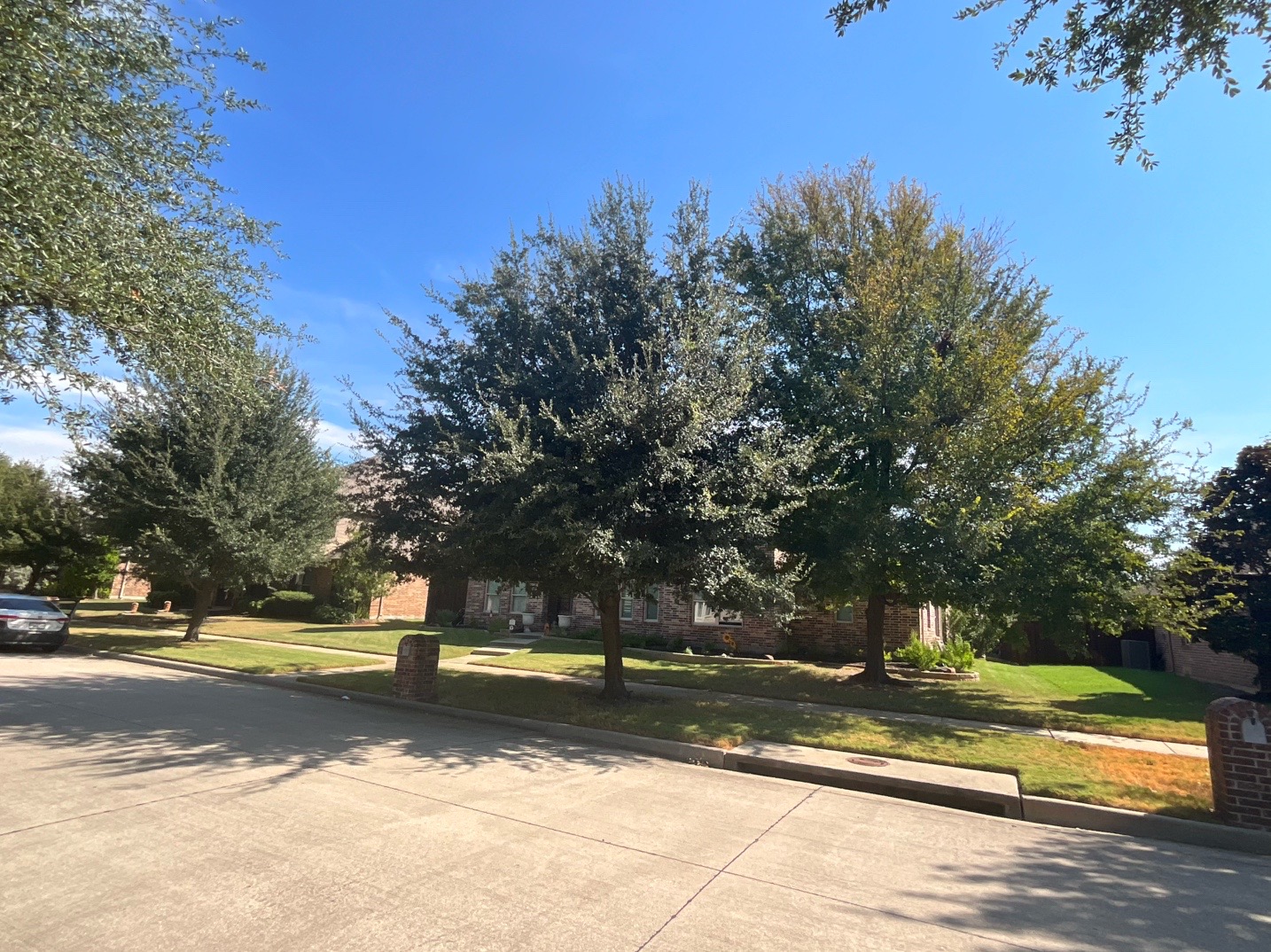 @Live Oak Tree Service