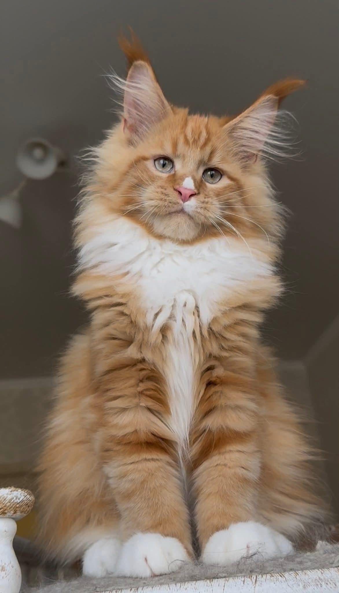 @Maine Coon Kittens