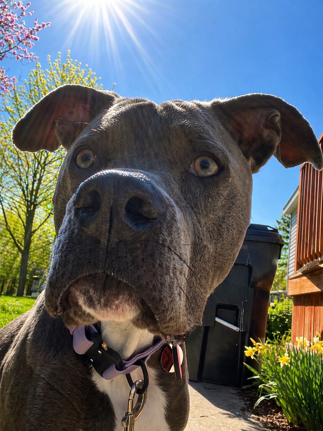 @Ivy the pitty